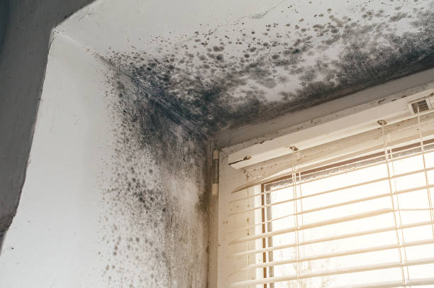 Affordable Black Mold Remediation solutions in Dysart, PA