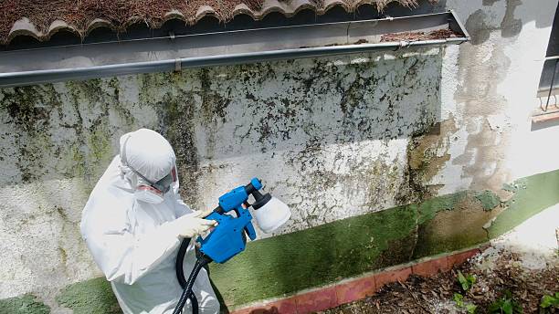Top rated local Black Mold Remediation specialists in Dysart, PA